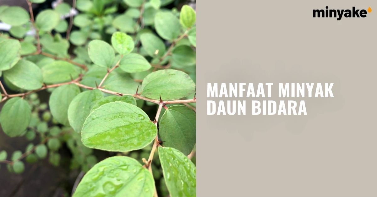 Manfaat Minyak Daun Bidara