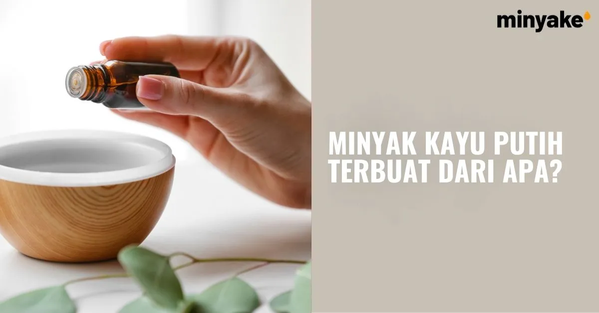 Minyak Kayu Putih Terbuat dari Apa