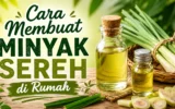 Cara Membuat Minyak Sereh di Rumah 3 Cara Membuat Minyak Sereh