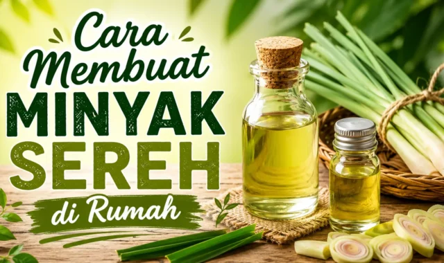 Cara Membuat Minyak Sereh di Rumah 1 Cara Membuat Minyak Sereh
