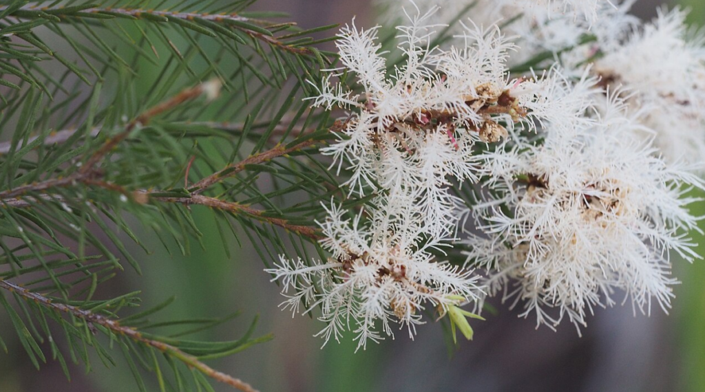 Melaleuca alternifolia
